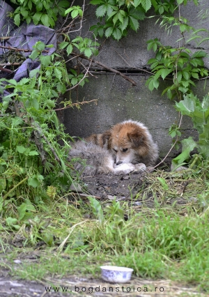 pentru iubitorii de animale fără animale - muriţi